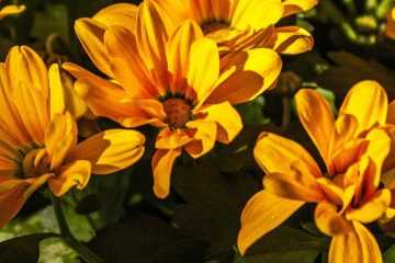 One Last Smile, a short story by Tea Solon at Spillwords.com