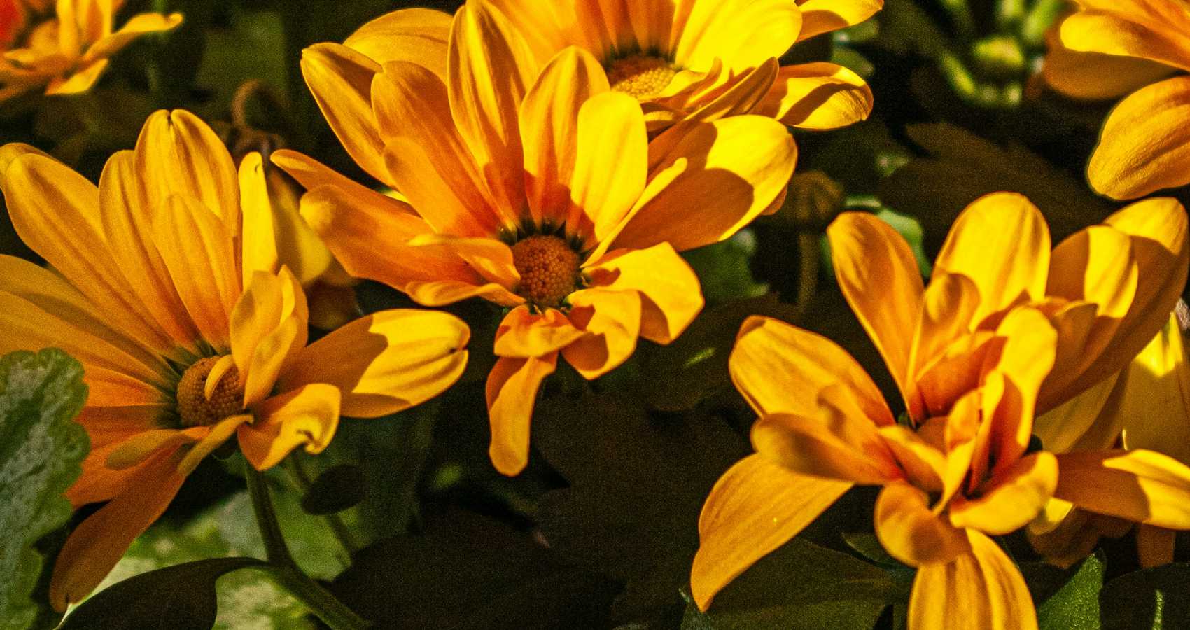 One Last Smile, a short story by Tea Solon at Spillwords.com