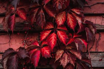 Red, a poem by Dean Robbins at Spillwords.com