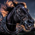 Runaway Horses, a poem by Ingrid Bruck at Spillwords.com