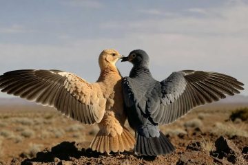 Soulmate, poetry by Prakash Nagarajan at Spillwords.com