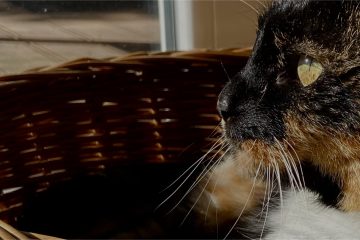 The Space Between, flash fiction by Annika Radtke at Spillwords.com