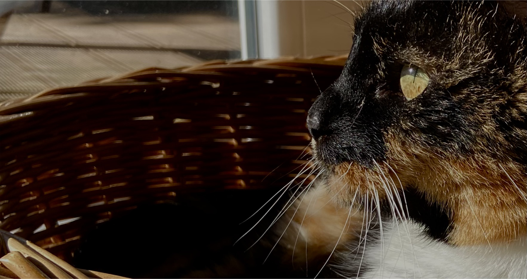 The Space Between, flash fiction by Annika Radtke at Spillwords.com