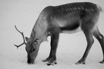 Winter Woes, a poem by Eileen Clark at Spillwords.com