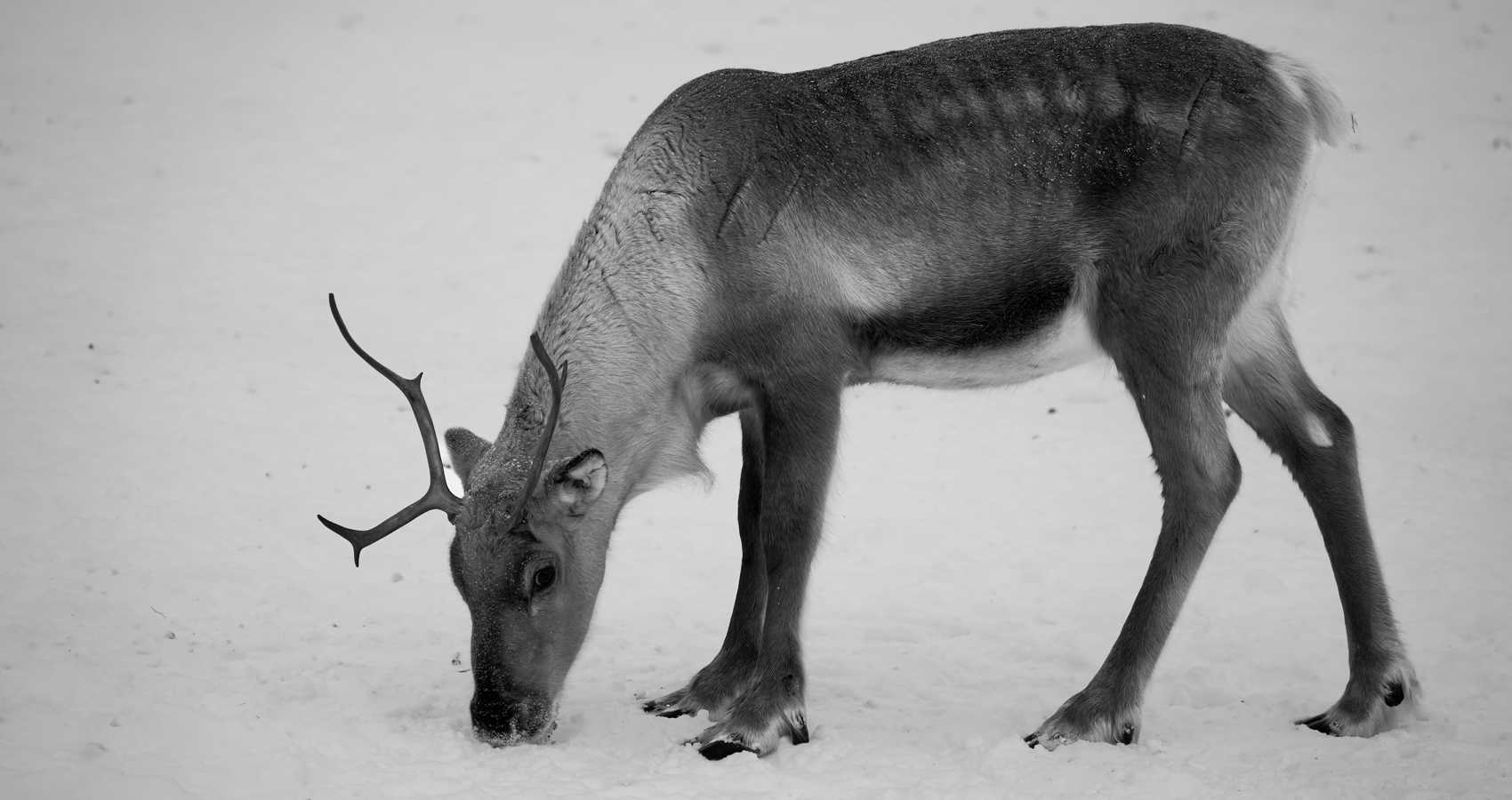 Winter Woes, a poem by Eileen Clark at Spillwords.com