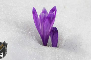 All That Is Solid, a poem by Lynn White at Spillwords.com