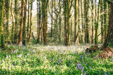 Early Days, a poem by Linda Joyce Cooper at Spillwords.com