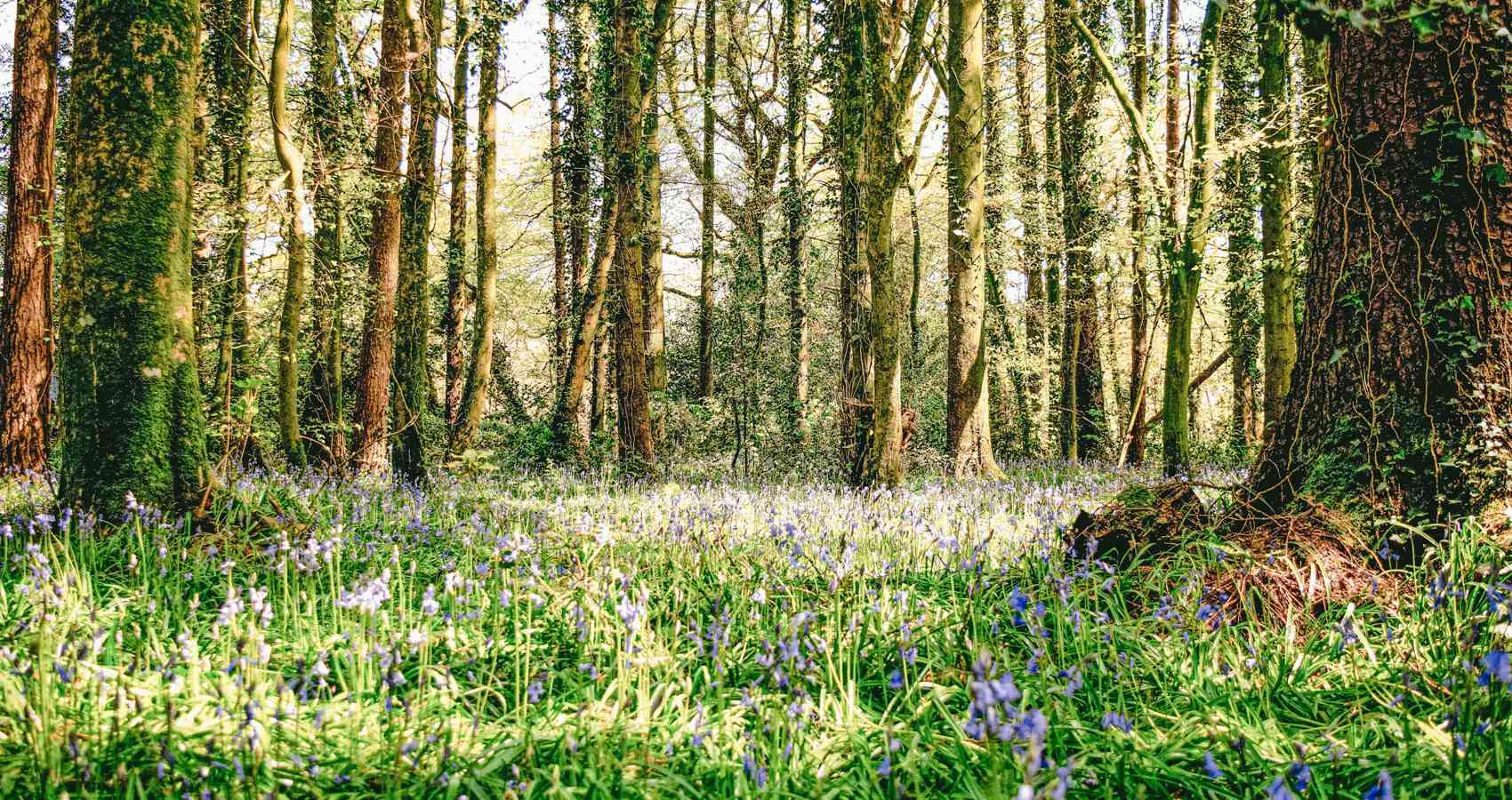 Early Days, a poem by Linda Joyce Cooper at Spillwords.com