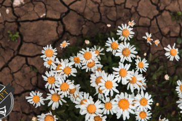 Fractures in Full Bloom by Alex Andy Phuong at Spillwords.com