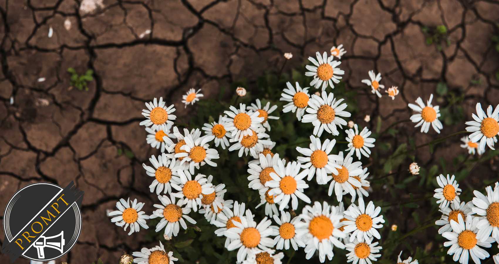 Fractures in Full Bloom by Alex Andy Phuong at Spillwords.com