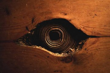 Guardian, a short story by Carol Bennetts at Spillwords.com