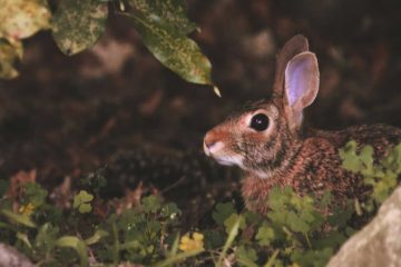 Hate To See Me Coming, poetry by Kelli J Gavin at Spillwords.com