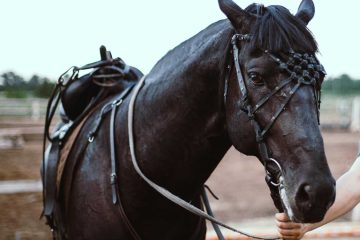 I Hold The Reins Now, micropoetry by Sanjeev Kumar Pati at Spillwords.com