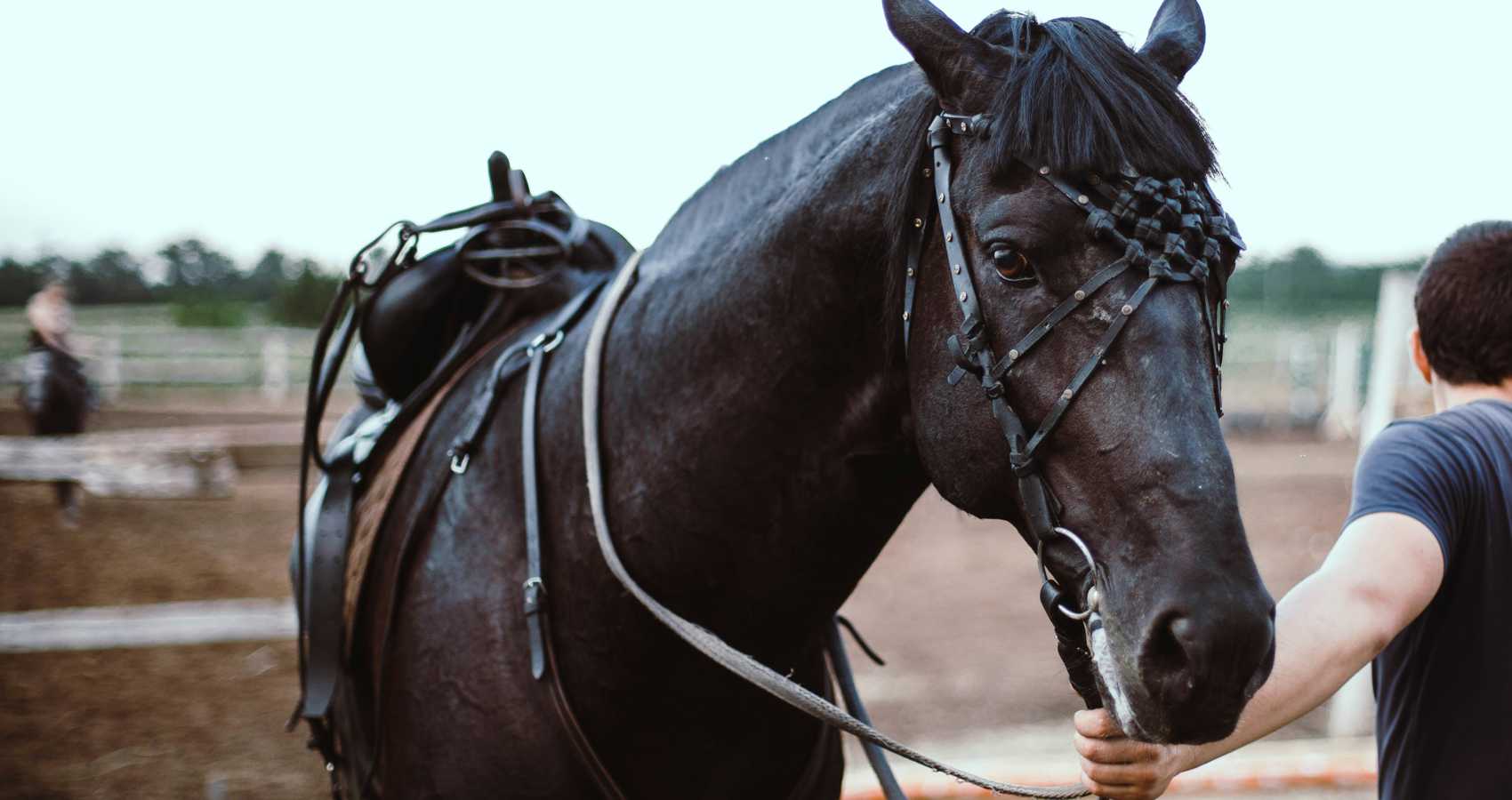 I Hold The Reins Now, micropoetry by Sanjeev Kumar Pati at Spillwords.com