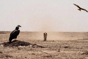 I Was There, micropoetry by Edna Aphek at Spillwords.com