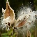 Milkweed, a poem by Lee Dunn at Spillwords.com