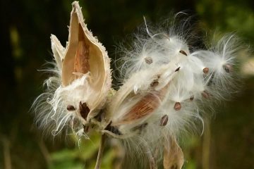 Milkweed, a poem by Lee Dunn at Spillwords.com