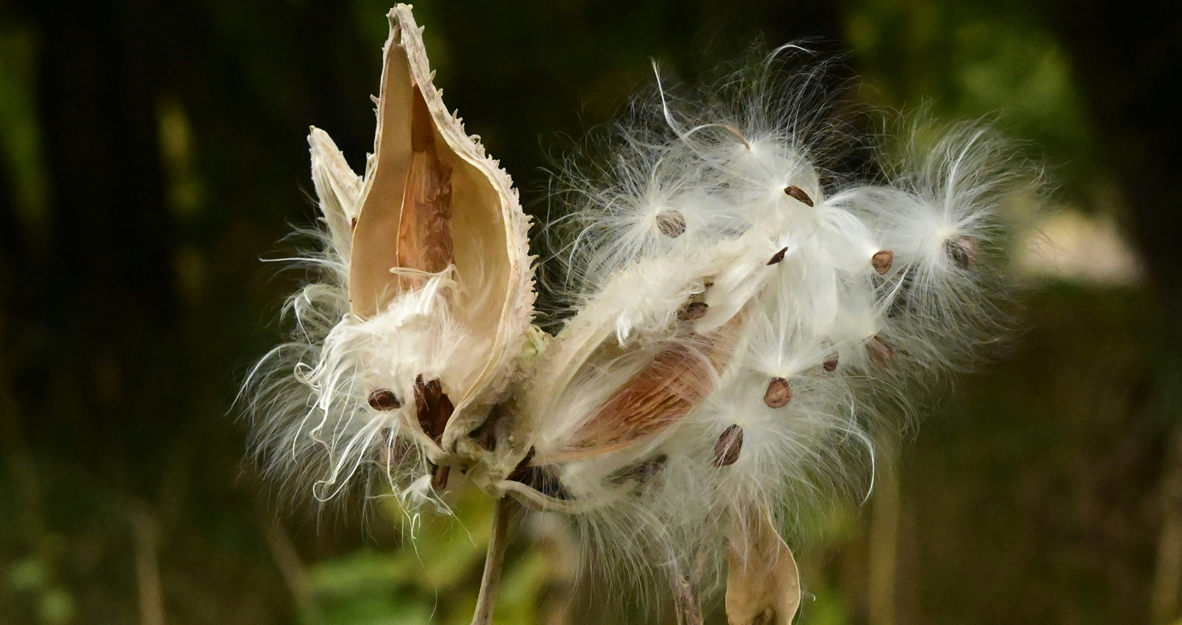 Milkweed, a poem by Lee Dunn at Spillwords.com