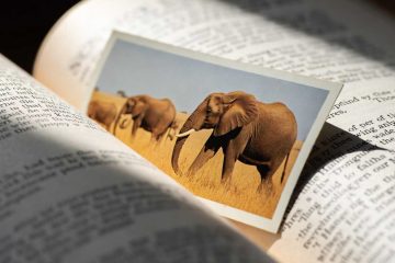 Mother’s World, memoir by Karol Nielsen at Spillwords.com