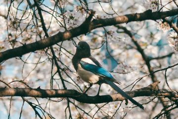 Red Light Blossoms... a haiku by Steliana Cristina Voicu at Spillwords.com