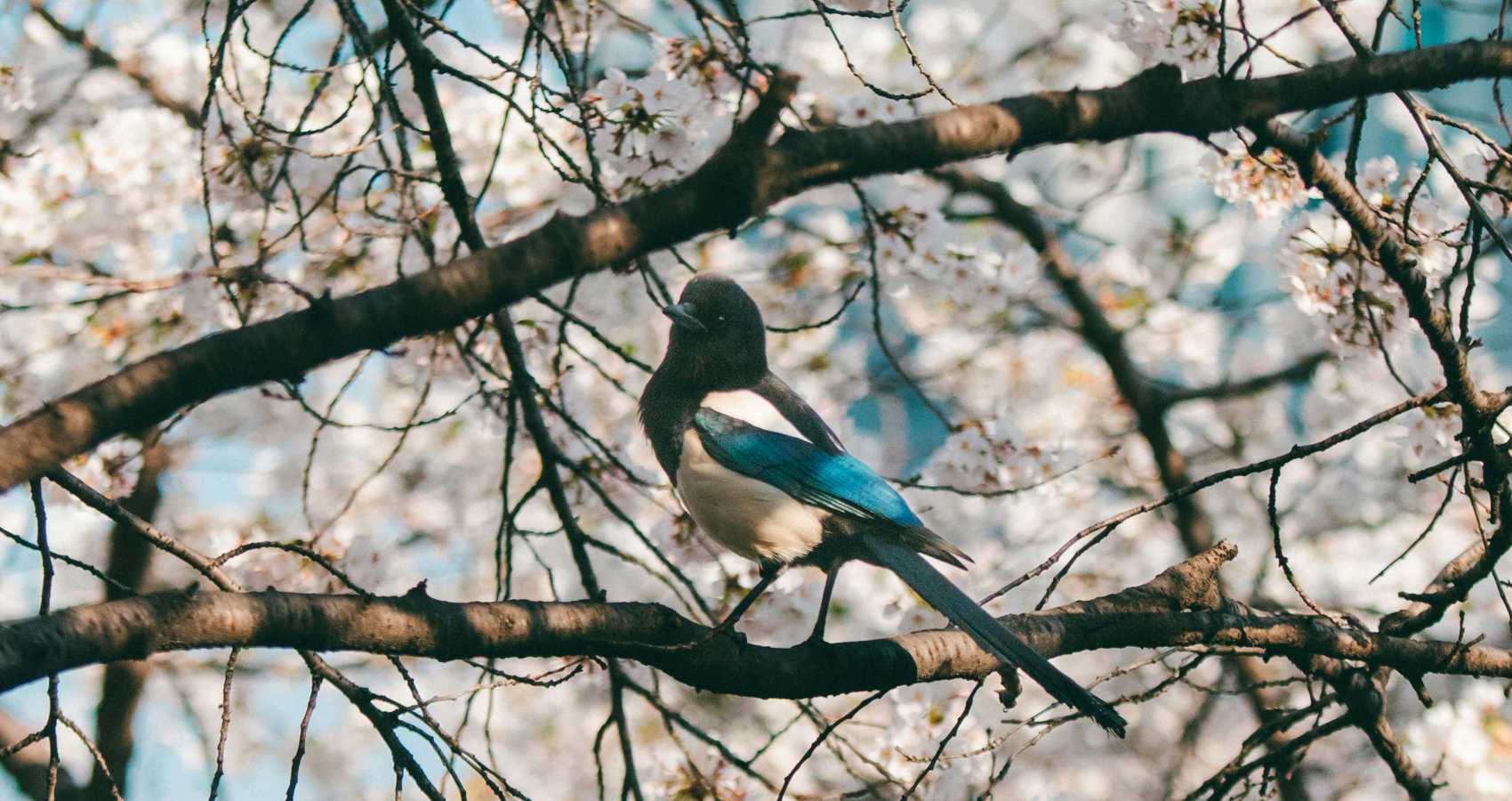 Red Light Blossoms... a haiku by Steliana Cristina Voicu at Spillwords.com