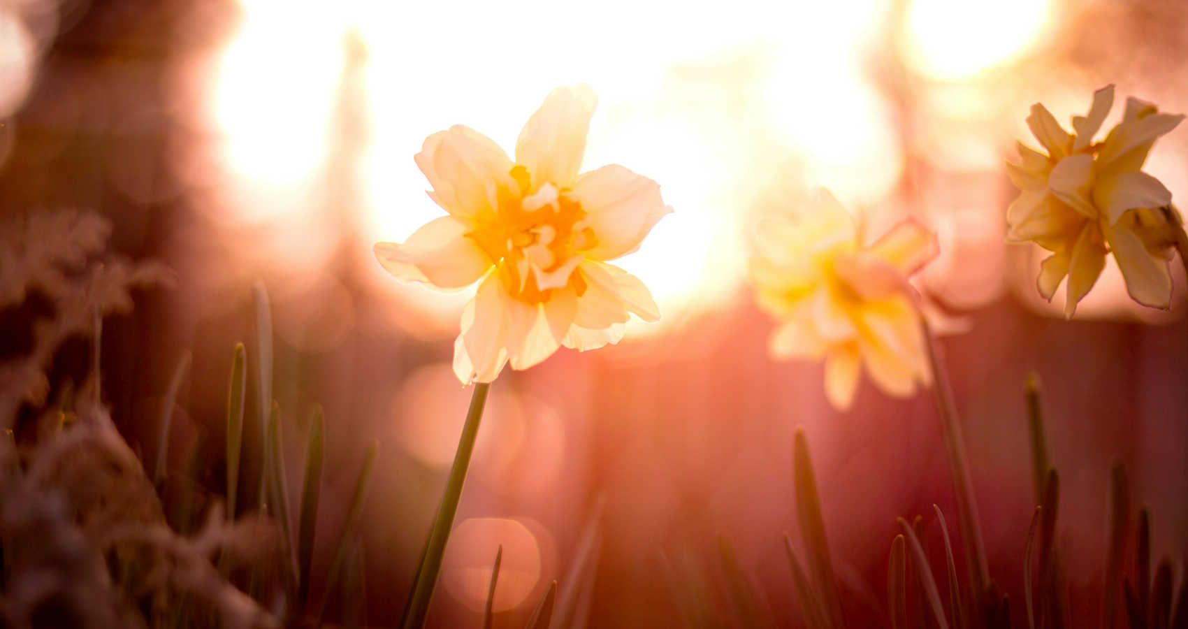 Spring Equinox, a poem by Penny Rogers at Spillwords.com