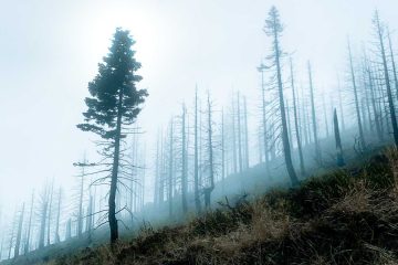 The Bruised Earth, poetry by Kailash Nath Khandelwal at Spillwords.com