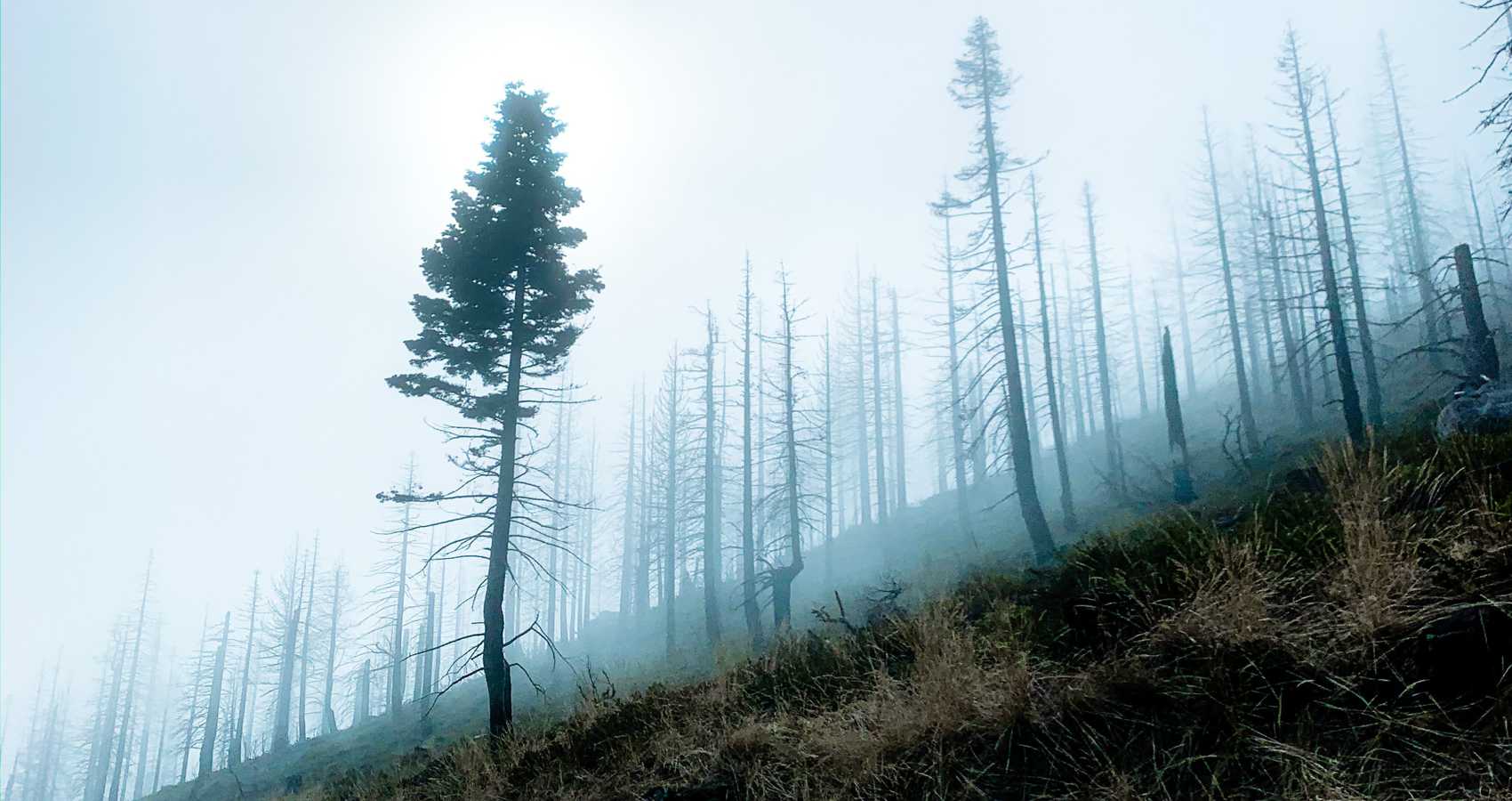 The Bruised Earth, poetry by Kailash Nath Khandelwal at Spillwords.com