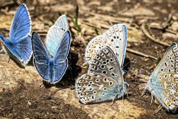 The Healing Earth, a poem by T.V. Ramana at Spillwords.com