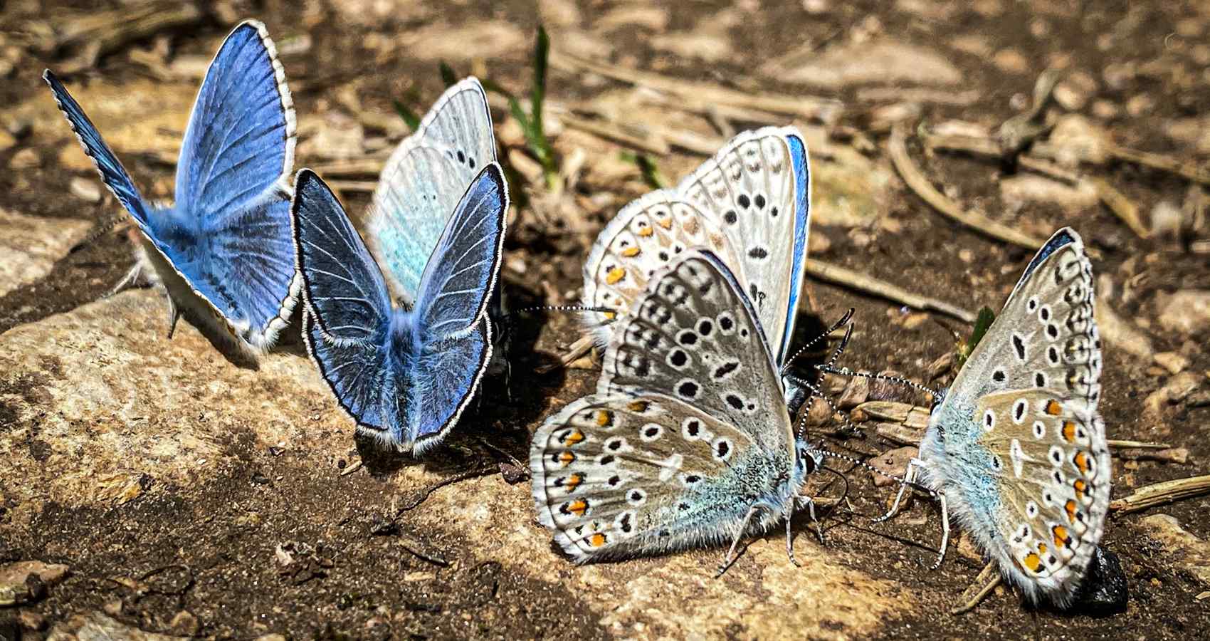 The Healing Earth, a poem by T.V. Ramana at Spillwords.com