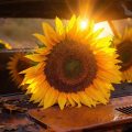 The Sunflowers on Fifty-Sixth, short story by Claire Farnsworth at Spillwords.com