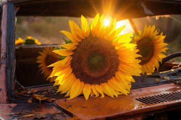 The Sunflowers on Fifty-Sixth, short story by Claire Farnsworth at Spillwords.com