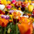 Tulips, a poem by Magdalena Podobińska at Spillwords.com