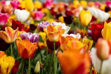 Tulips, a poem by Magdalena Podobińska at Spillwords.com