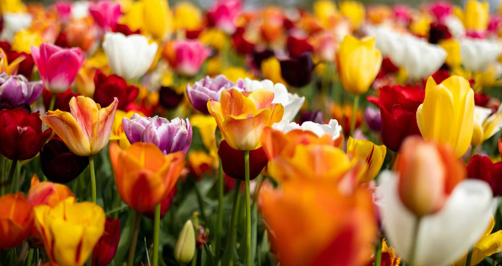 Tulips, a poem by Magdalena Podobińska at Spillwords.com