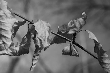 Winter is Coming, poetry by Gypsie-Ami Offenbacher at Spillwords.com