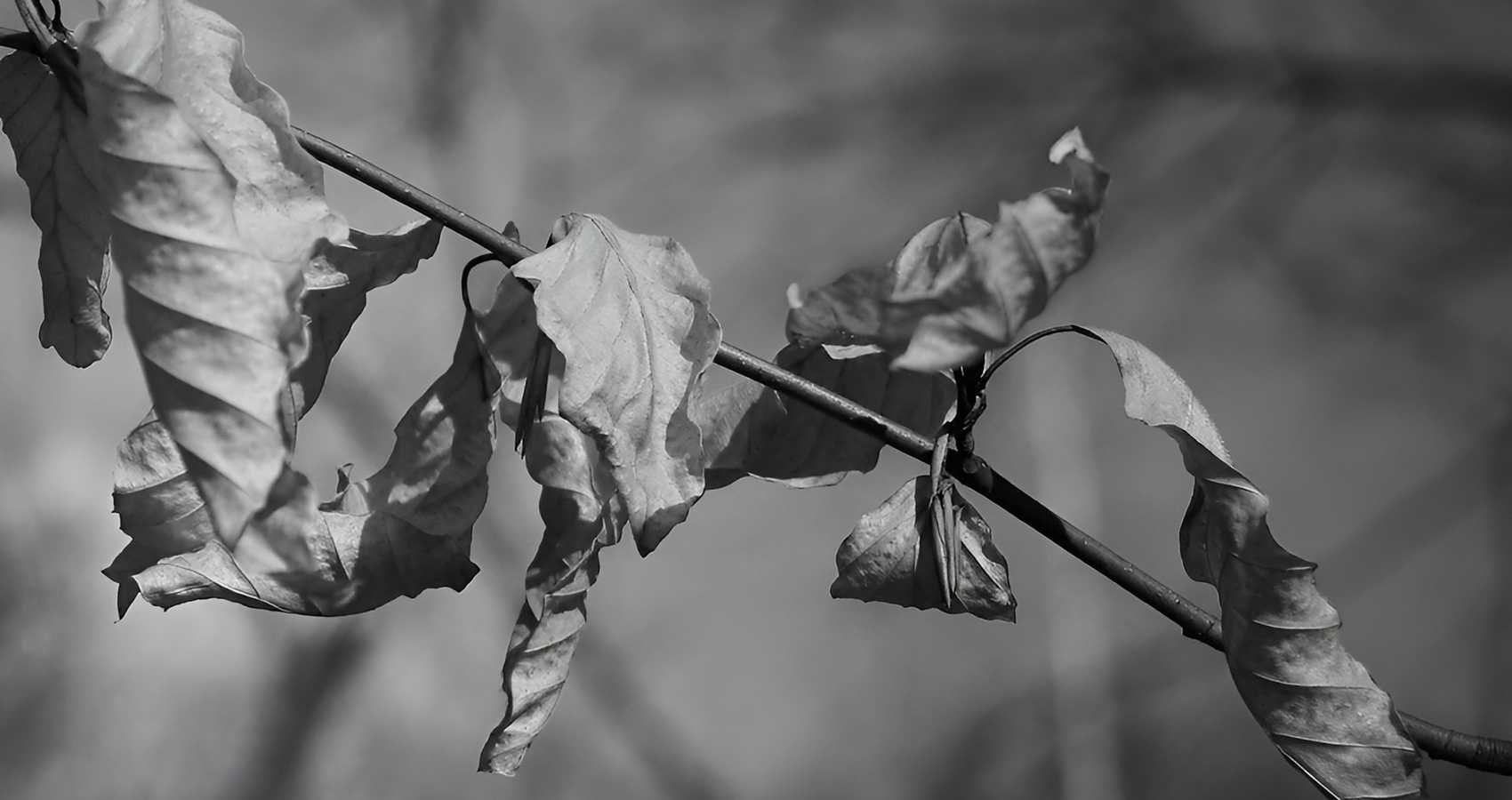 Winter is Coming, poetry by Gypsie-Ami Offenbacher at Spillwords.com