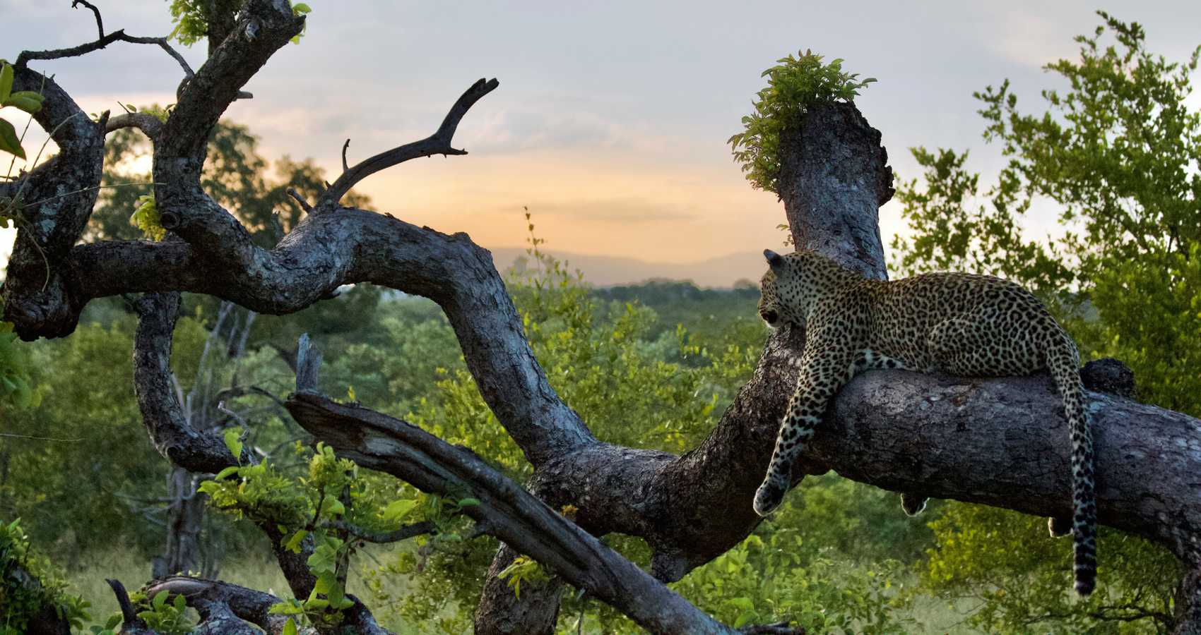 A Sabi Sabi Sunrise, prose by John Drudge at Spillwords.com