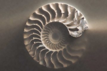 Ammonite, a poem by Peter Sarkies at Spillwords.com