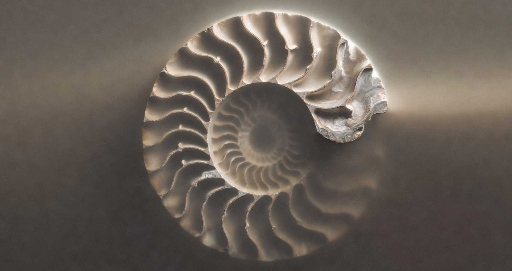 Ammonite, a poem by Peter Sarkies at Spillwords.com