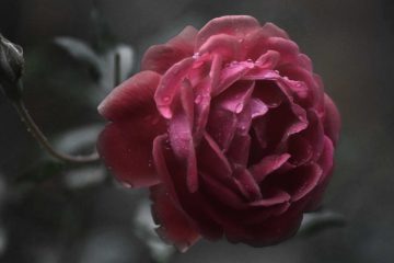 Kiss From a Rose on the Grey, prose by Jackie Chou at Spillwords.com
