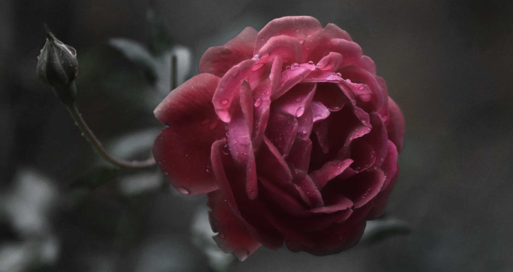 Kiss From a Rose on the Grey, prose by Jackie Chou at Spillwords.com