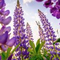 Lupines, a poem by John Grey at Spillwords.com