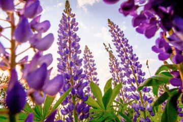 Lupines, a poem by John Grey at Spillwords.com