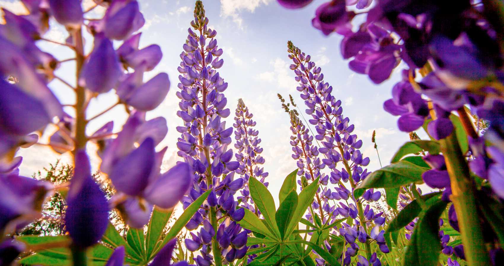 Lupines, a poem by John Grey at Spillwords.com
