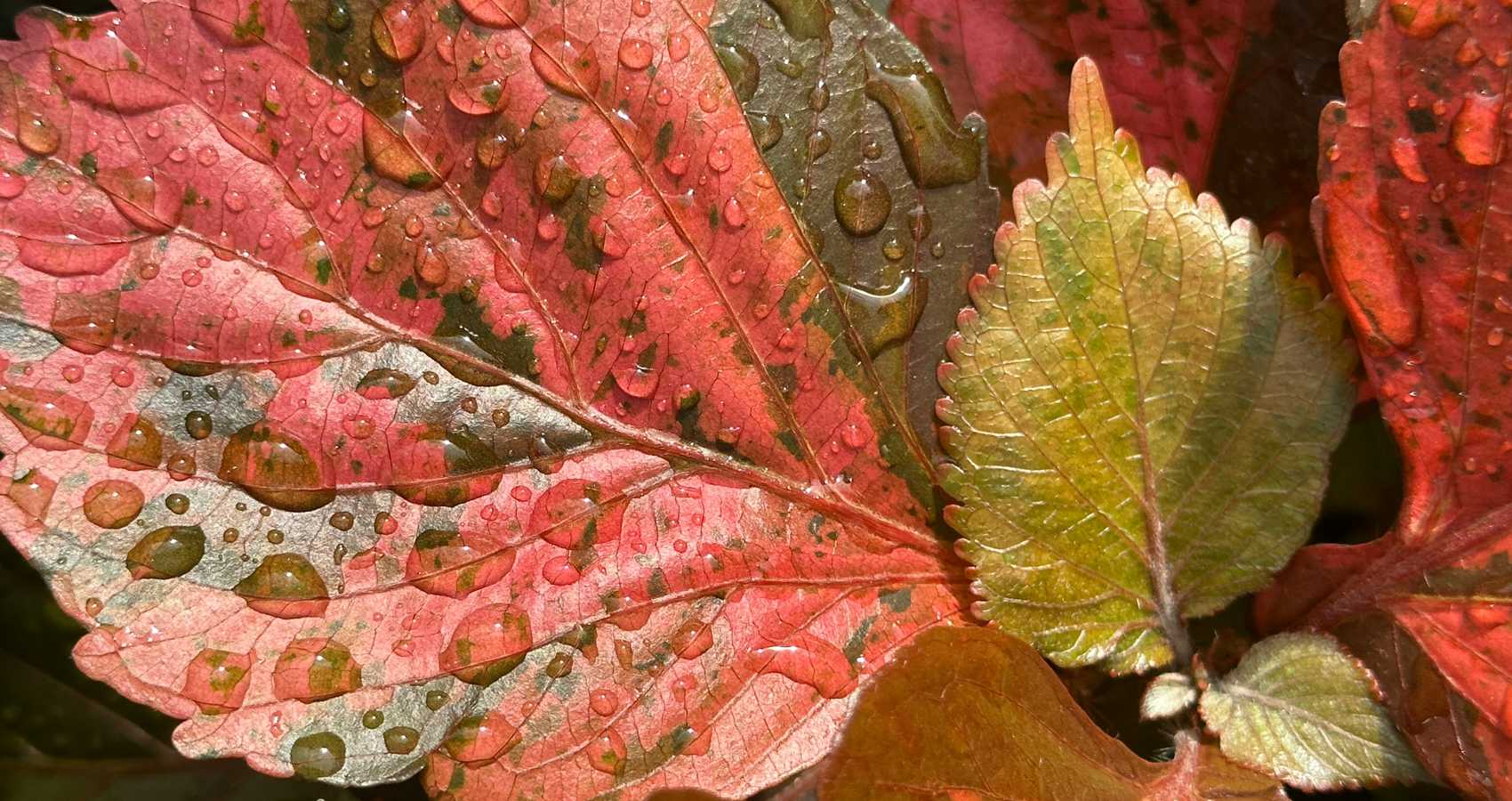 Memories are Forever, a poem by Ronnie Villar at Spillwords.com
