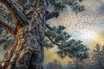 School Reunions, poetry by Nkwachukwu Ogbuagu at Spillwords.com
