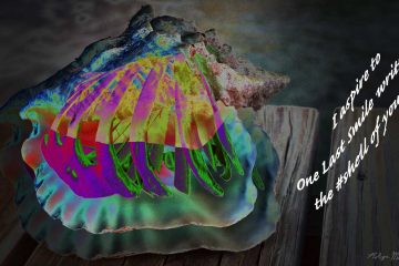 Shell, a haiku by Robyn MacKinnon at Spillwords.com