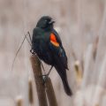 Singular Song, a poem by Jim Bates at Spillwords.com