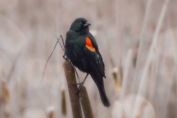 Singular Song, a poem by Jim Bates at Spillwords.com